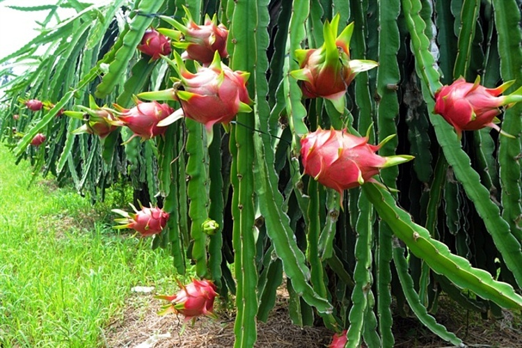 Vietnam exports over 14,000 tonnes of dragon fruit to China via Lao Cai border gates